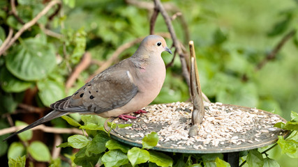 Mourning Dove