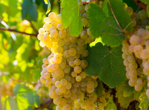 Ripe white grapes in vineyard