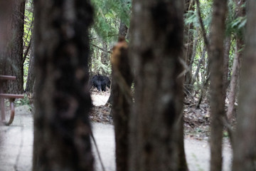 bear in the woods