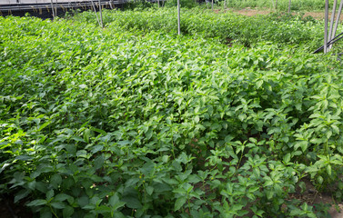 Fototapeta na wymiar White jute plantation in greenhouse