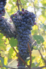 Fototapeta premium Fresh red grapes during autumn crop