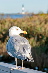 Sea Gull