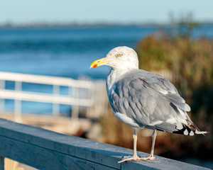 Sea Gull
