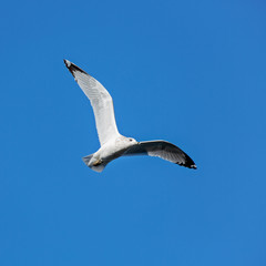 Sea Gull