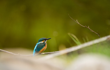 kingfisher on branch