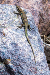 Lizard on rock
