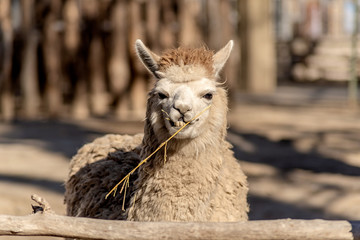 adult white lama with thick fur chewing a stick looking ahead on natural background © dark_blade