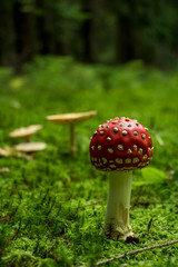 red poisen mushroom