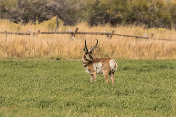 Naklejka na ściany i meble Pronghorn Antelope Buck I