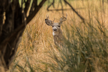 Naklejka premium Whitetail Buck I