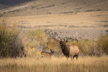Bugling Bull Elk