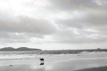 Pembrokeshire coast, Wales.January 2018