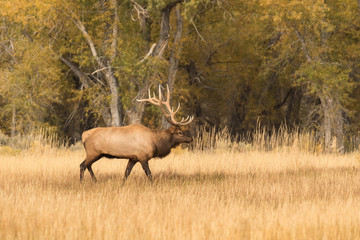 Bull Elk in Rut