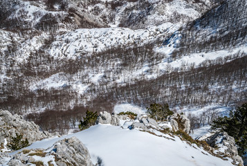 Fototapeta na wymiar Winter landscape of trees and hills in snow