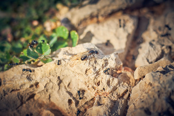black ants with wings