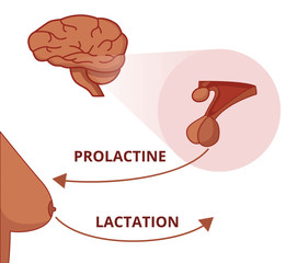 Prolactine function. Prolaction of the pituitary gland stimulates the lactation