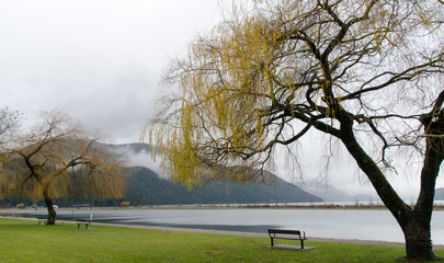 Benches and Willows t Harrison Lake
