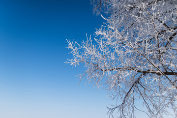 Snowy branches on pure blue sky background.