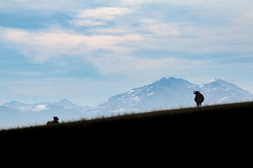 silhouette of a cow with Pyrenees in background, seen from Aude, France