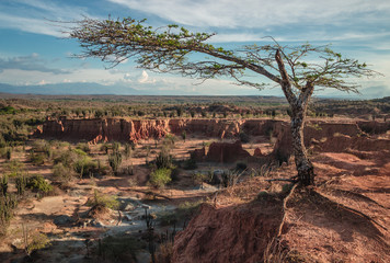 A lone tree standing on the edge of a cliff overlooking the landscape of clay formations and cactus...