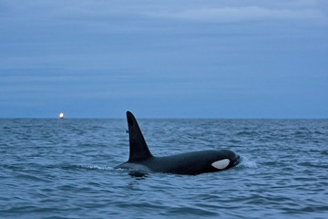 killer whale, orca, orcinus orca