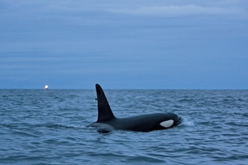 Naklejka premium killer whale, orca, orcinus orca