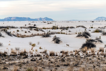 Coyote on the Dunes White Sands National Monument