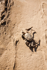A crab on dry ground.