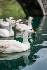 Obraz premium White ducks swimming in the lake