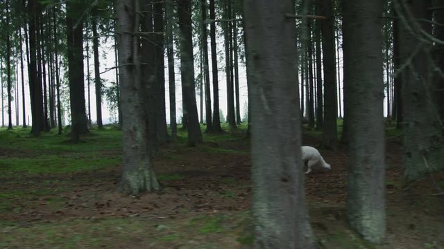 Dire wolf running in a forest