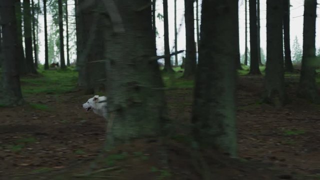 Dog running into the forest
