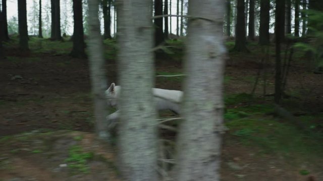 White dog running into the woods