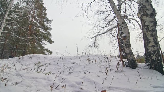 Professional extreme sportsman biker riding fat bike in outdoors. Cyclist ride in winter snow forest. Man does trial trick bunny hop jump on mountain bicycle with big tire in helmet and glasses.