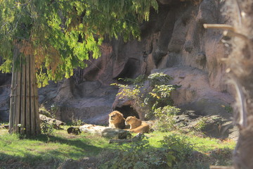 東山動物園　寄り添うライオン