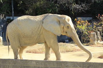 東山動物園　歩く象さん