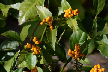 Sarcandra glabra