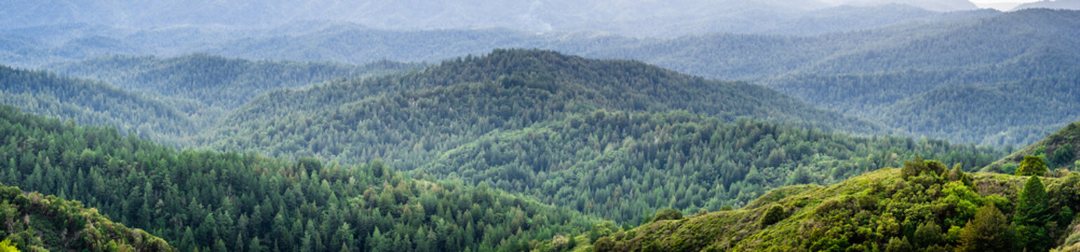 Panoramic view of the hills and canyons covered in evergreen trees on a foggy day, Santa Cruz mountains, San Francisco bay area, California