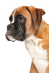 Profile portrait of Boxer puppy