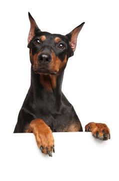 Surprised Pinscher look above banner