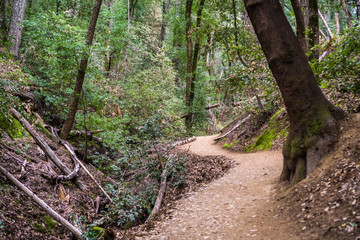 Naklejka na ściany i meble Hiking trail, Castle Rock State park, Santa Cruz mountains, San Francisco bay area, California