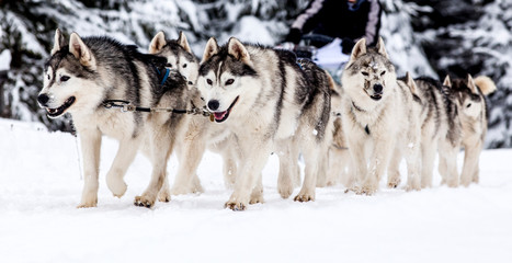 dog sled race with huskies © Melinda Nagy