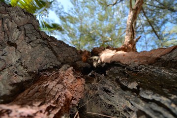 Tree Close Up