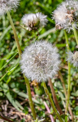 A dandelion seed head before maturing into a yellow flower. 
