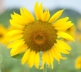Obraz premium sunflower , field of sunflower it's look beautiful in the morning at bangkea thaoland