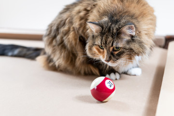 Curious maine coon cat sitting on top of billiard, pool table, game of snooker, sniffing red, white ball, balls in living room of home, house, apartment, looking down