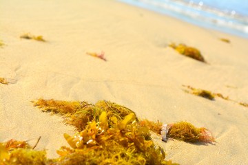 Seaweed on sand 