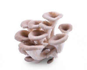 oyster mushroom isolated on white background