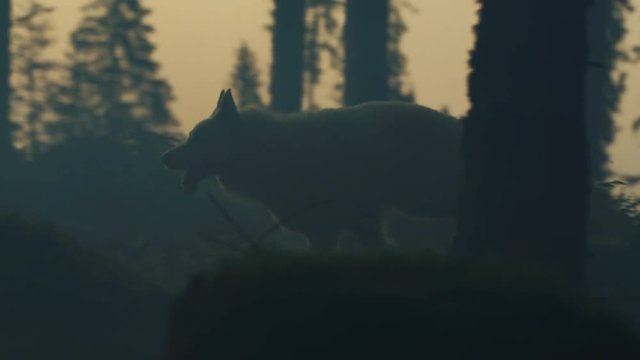 White dog running