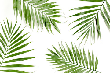 Tropical green palm leaves on white background. flat lay, top view