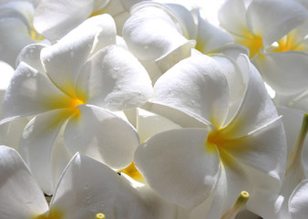 Naklejka na ściany i meble White frangipani With droplets (plumeria) flower,soft focus.